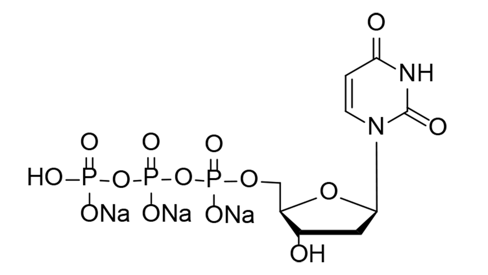2'-Deoxyuridine-5'-triphosphate,sodium salt
（dUTP）